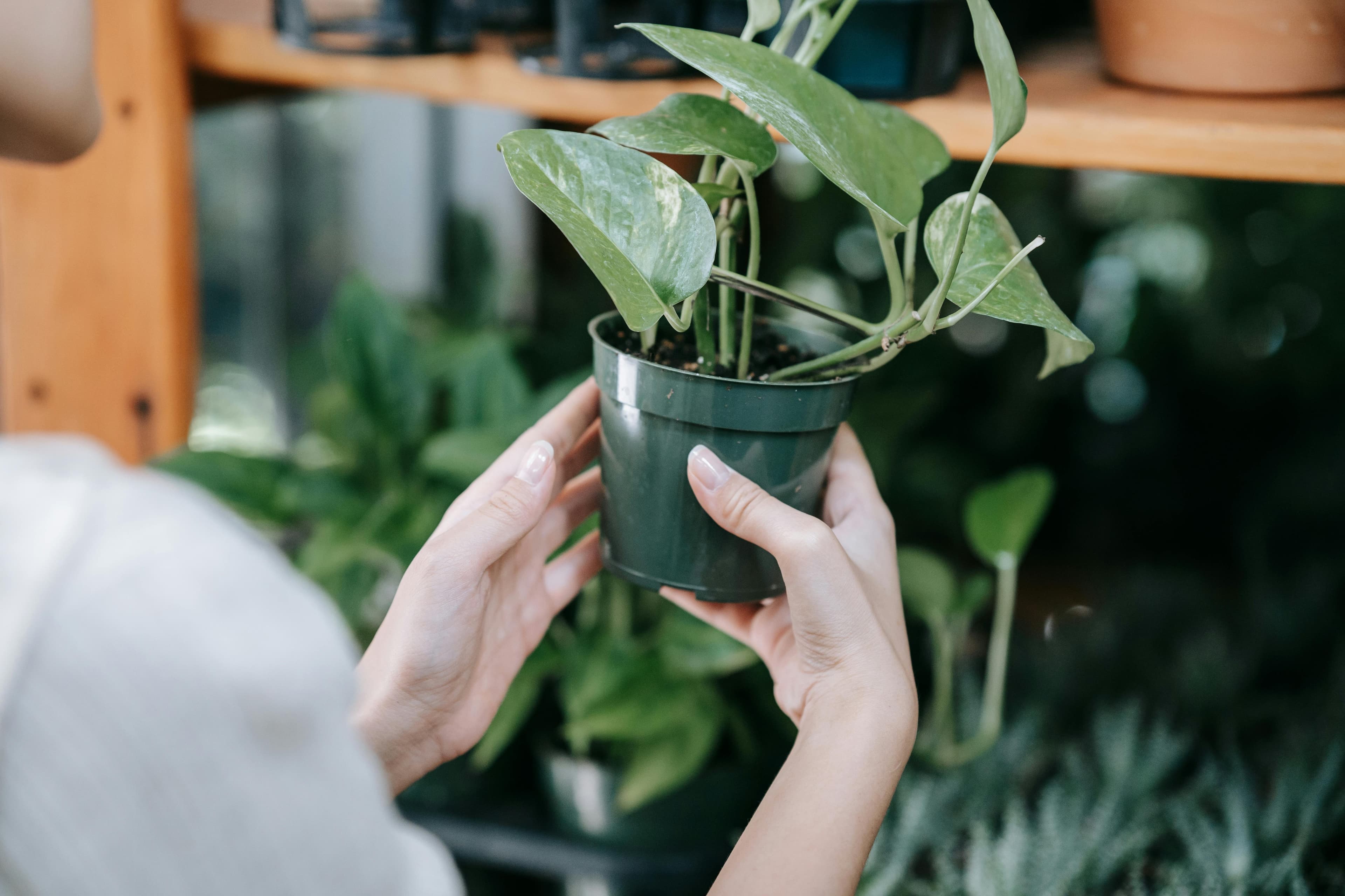 Plants for every home