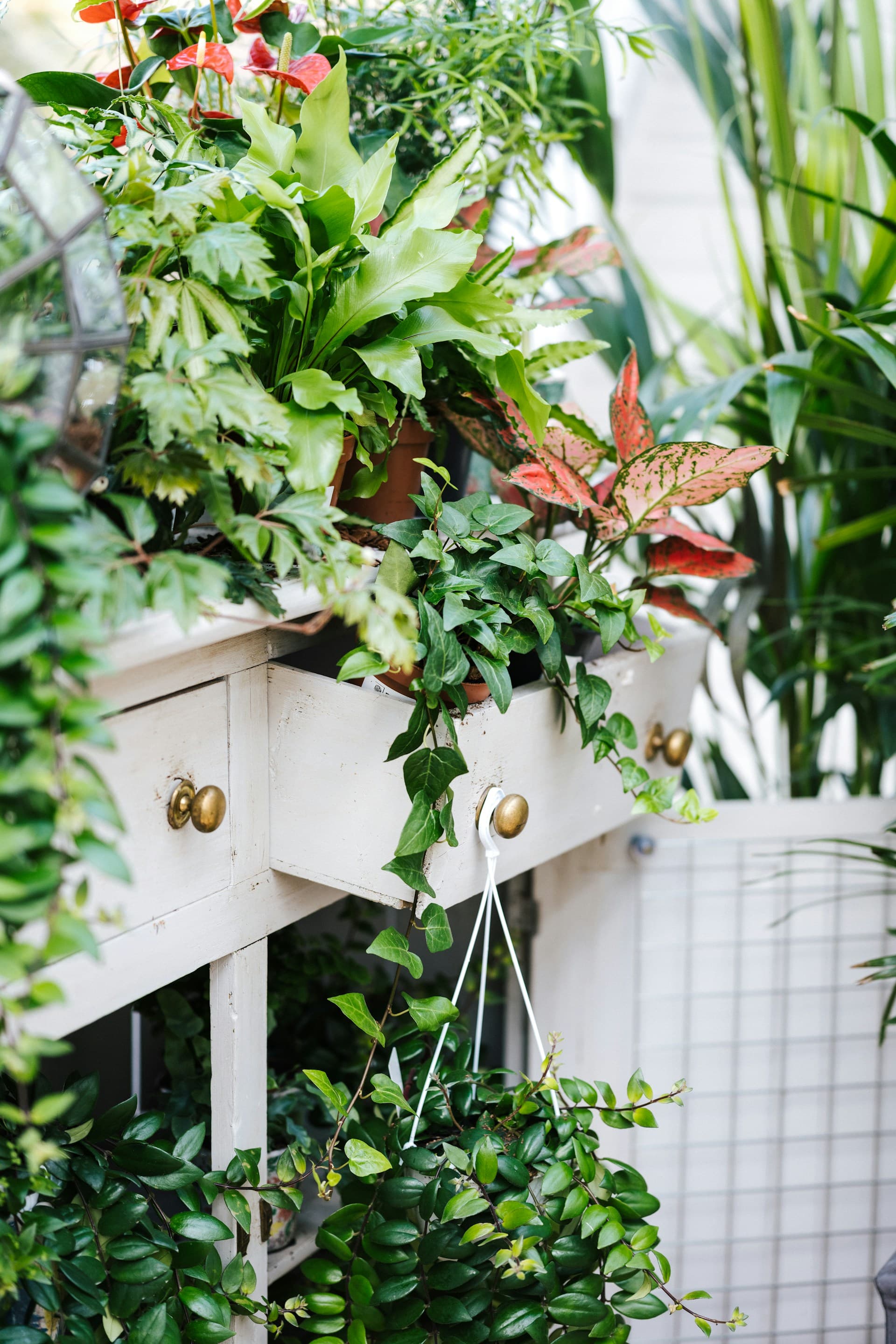 Featured plant