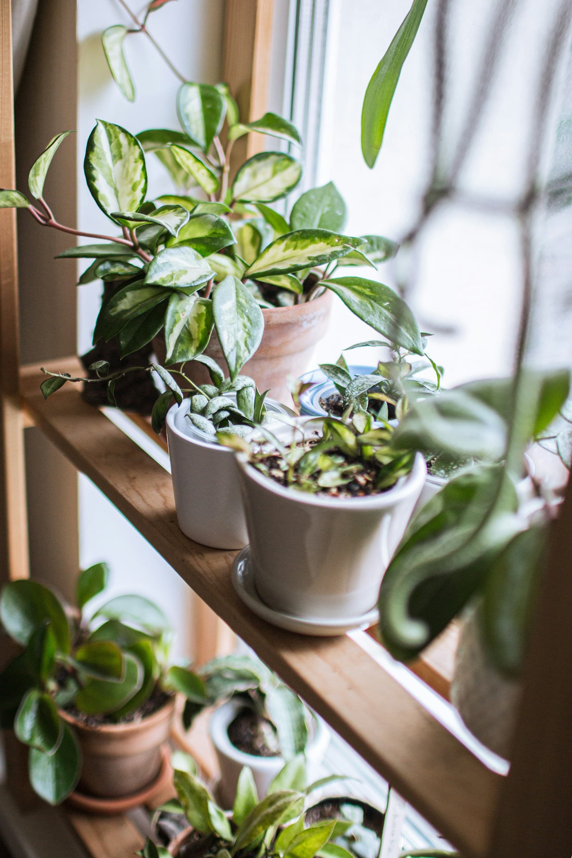 Featured plant